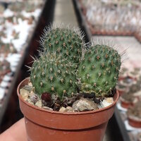 Rebutia tarvitaensis FR 773