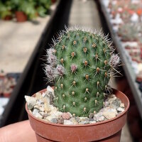 Rebutia tarvitaensis FR 773
