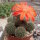Rebutia tarvitaensis FR 773