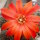 Rebutia tarvitaensis FR 773