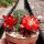 Rebutia tarvitaensis FR 773
