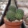 Rebutia tarvitaensis FR 773
