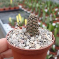 Rebutia supthutiana HJ 516
