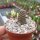 Rebutia supthutiana HJ 516