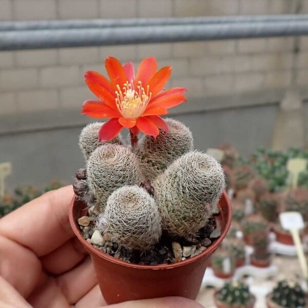 Rebutia teresae KK 1925