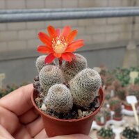 Rebutia teresae KK 1925