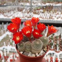 Rebutia teresae KK 1925