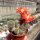 Rebutia teresae KK 1925