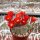 Rebutia teresae KK 1925
