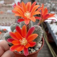 Rebutia teresae v. flavida KK 1724