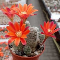 Rebutia teresae v. flavida KK 1724