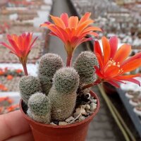 Rebutia teresae v. flavida KK 1724