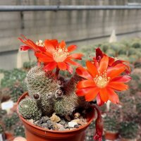 Rebutia teresae v. flavida KK 1724