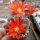 Rebutia teresae v. flavida KK 1724