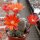 Rebutia teresae v. flavida KK 1724