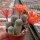 Rebutia teresae v. flavida KK 1724