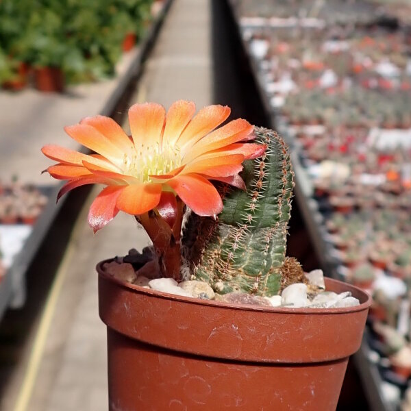 Rebutia torquata FR 1117