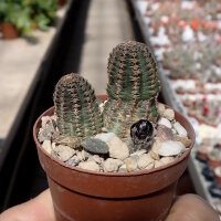 Rebutia torquata FR 1117