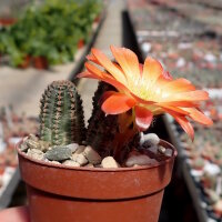Rebutia torquata FR 1117