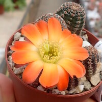 Rebutia torquata FR 1117