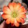 Rebutia torquata FR 1117