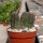 Rebutia torquata FR 1117