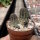 Rebutia torquata FR 1117