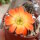 Rebutia torquata FR 1117