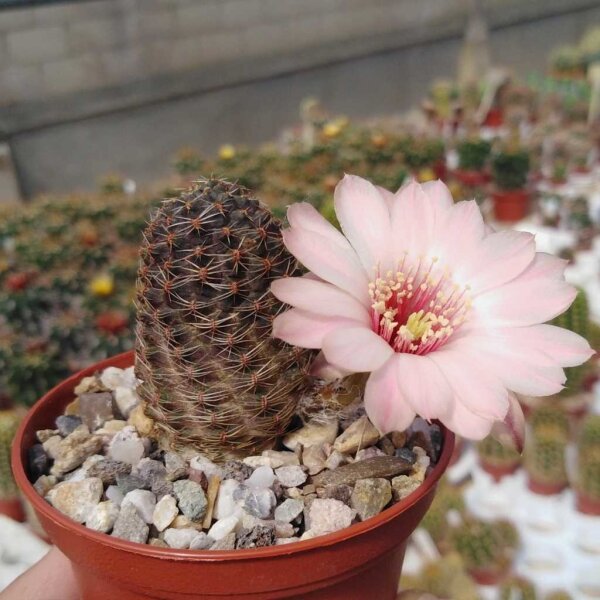 Rebutia tropaeolipicta