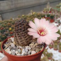 Rebutia tropaeolipicta