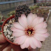 Rebutia tropaeolipicta
