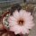 Rebutia tropaeolipicta