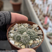 Rebutia turbinata