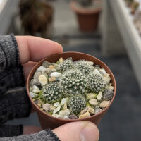 Rebutia turbinata