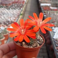 Rebutia vulpina FR 939