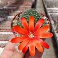 Rebutia vulpina FR 939
