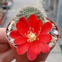 Rebutia wahliana WR 654