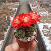 Rebutia wahliana WR 654
