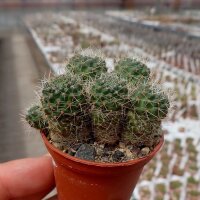 Rebutia wahliana WR 654