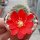 Rebutia wahliana WR 654