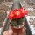 Rebutia wahliana WR 654