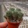 Rebutia wahliana WR 654