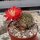 Rebutia wahliana WR 654