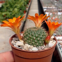 Rebutia walteri WR 784