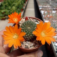 Rebutia walteri WR 784