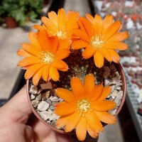 Rebutia walteri WR 784