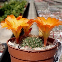 Rebutia walteri WR 784