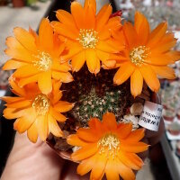 Rebutia walteri WR 784
