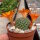 Rebutia walteri WR 784