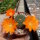 Rebutia walteri WR 784